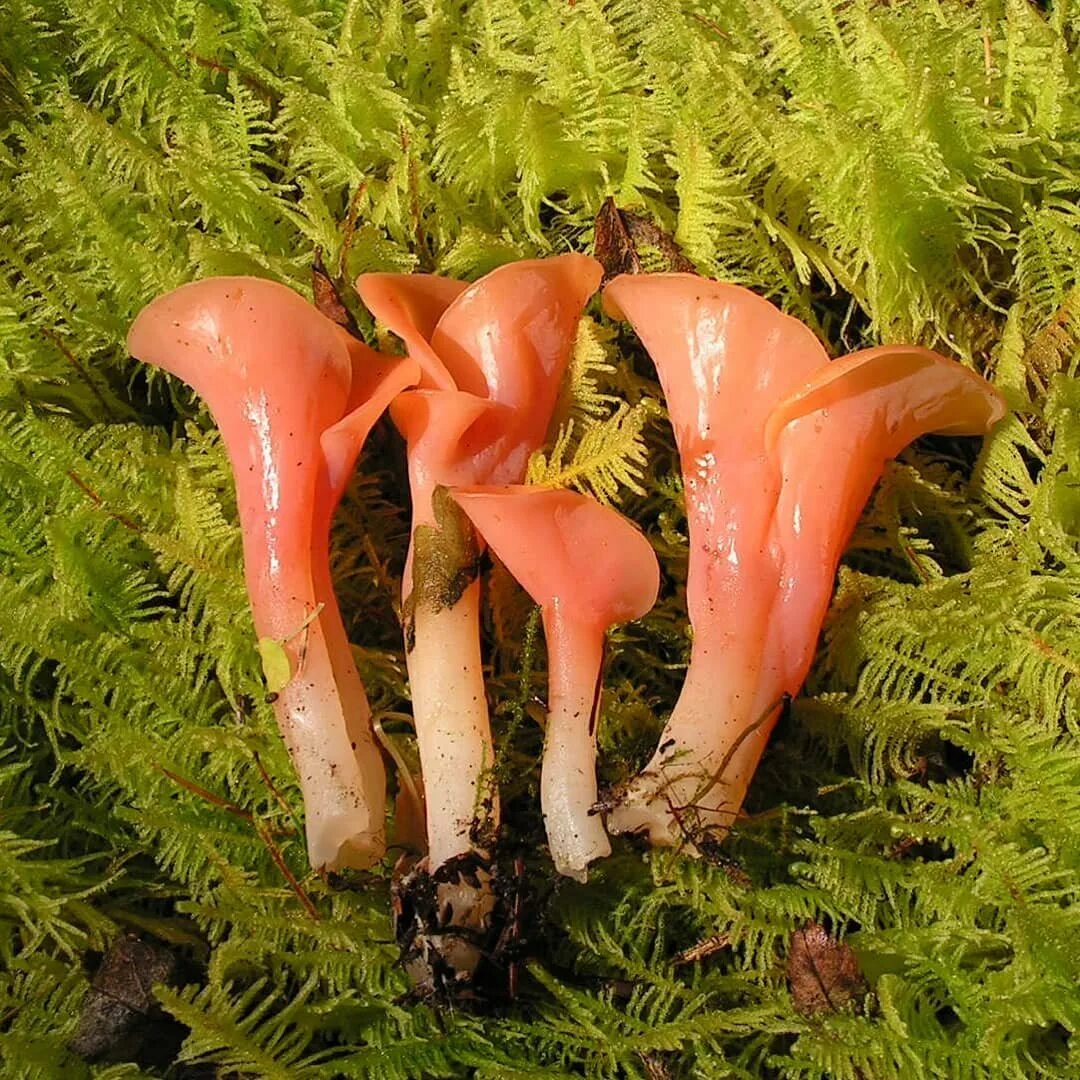 Осенние октябрьские грибы. Опята дальнего востока. Калоцибе фиалковая. Омфалия гриб. Грибы дальнего востока.