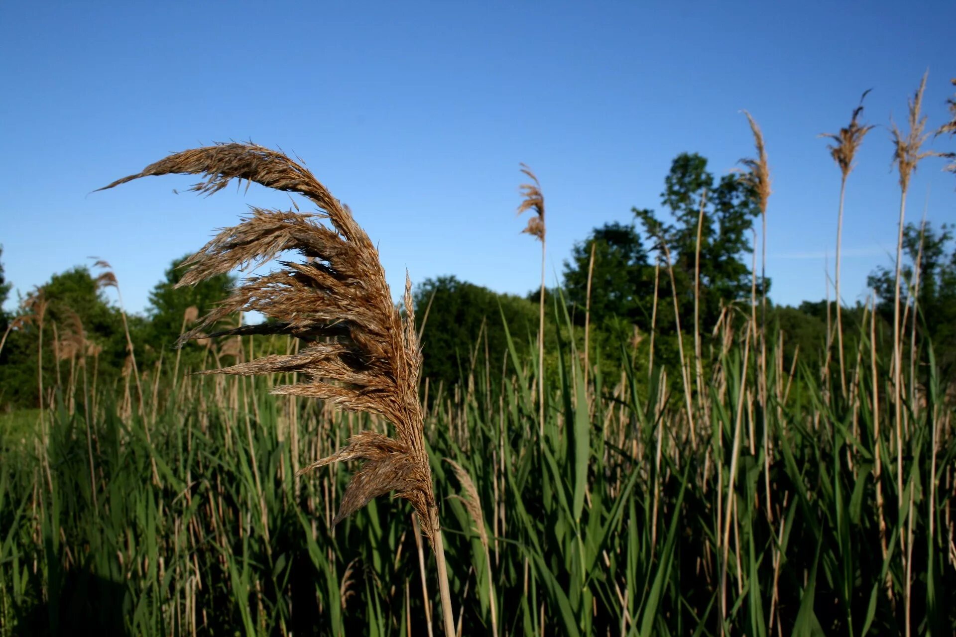 Камыш рогоз Осока. Тростник обыкновенный (phragmites communis. Тростник обыкновенный phragmites Australis. Тростник Южный Куга рогоз. Тростник южный