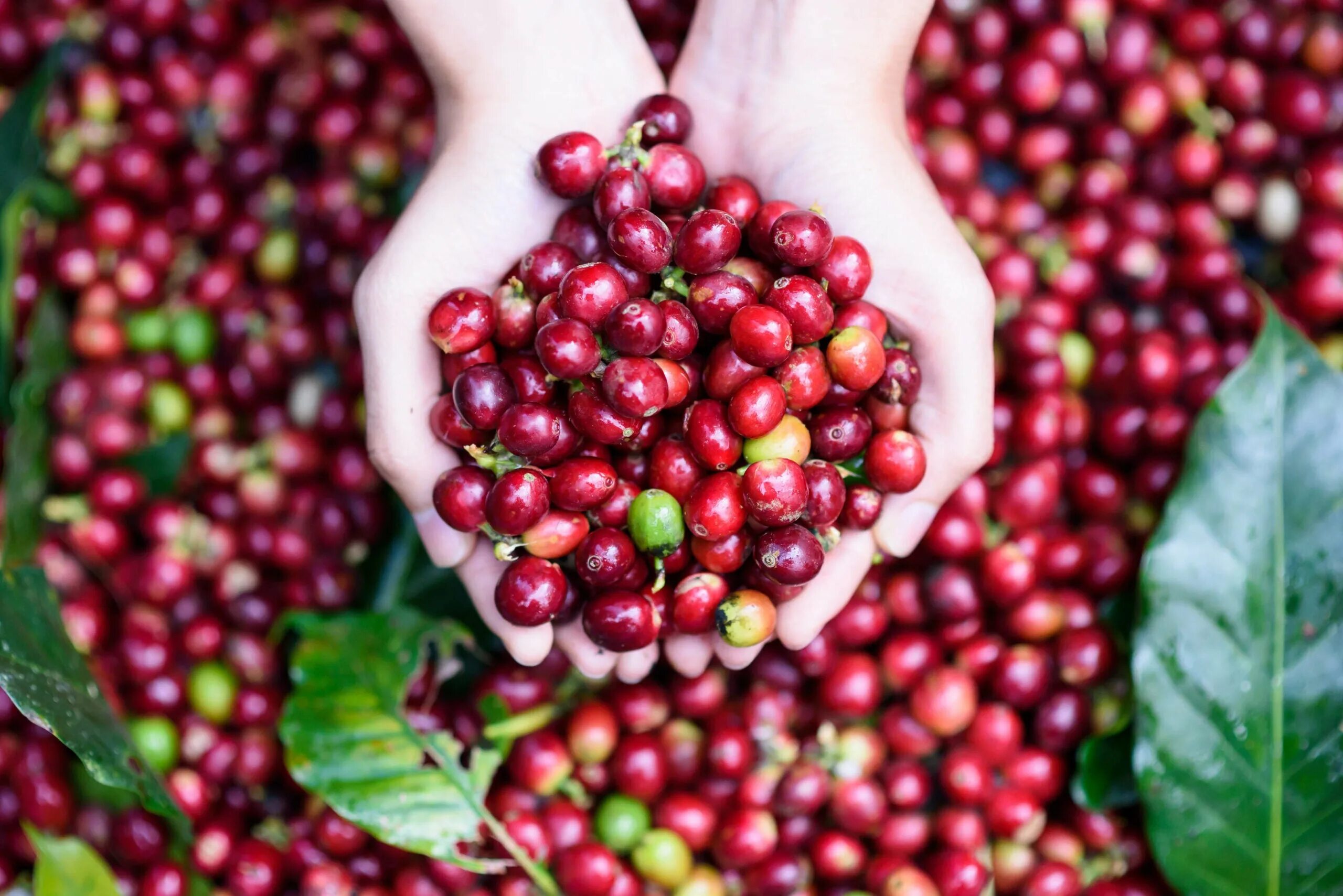 Кофе это фрукт. Кофейная ягода. Спелые кофейные ягоды. Кофейное дерево. Ягоды кофейного дерева.