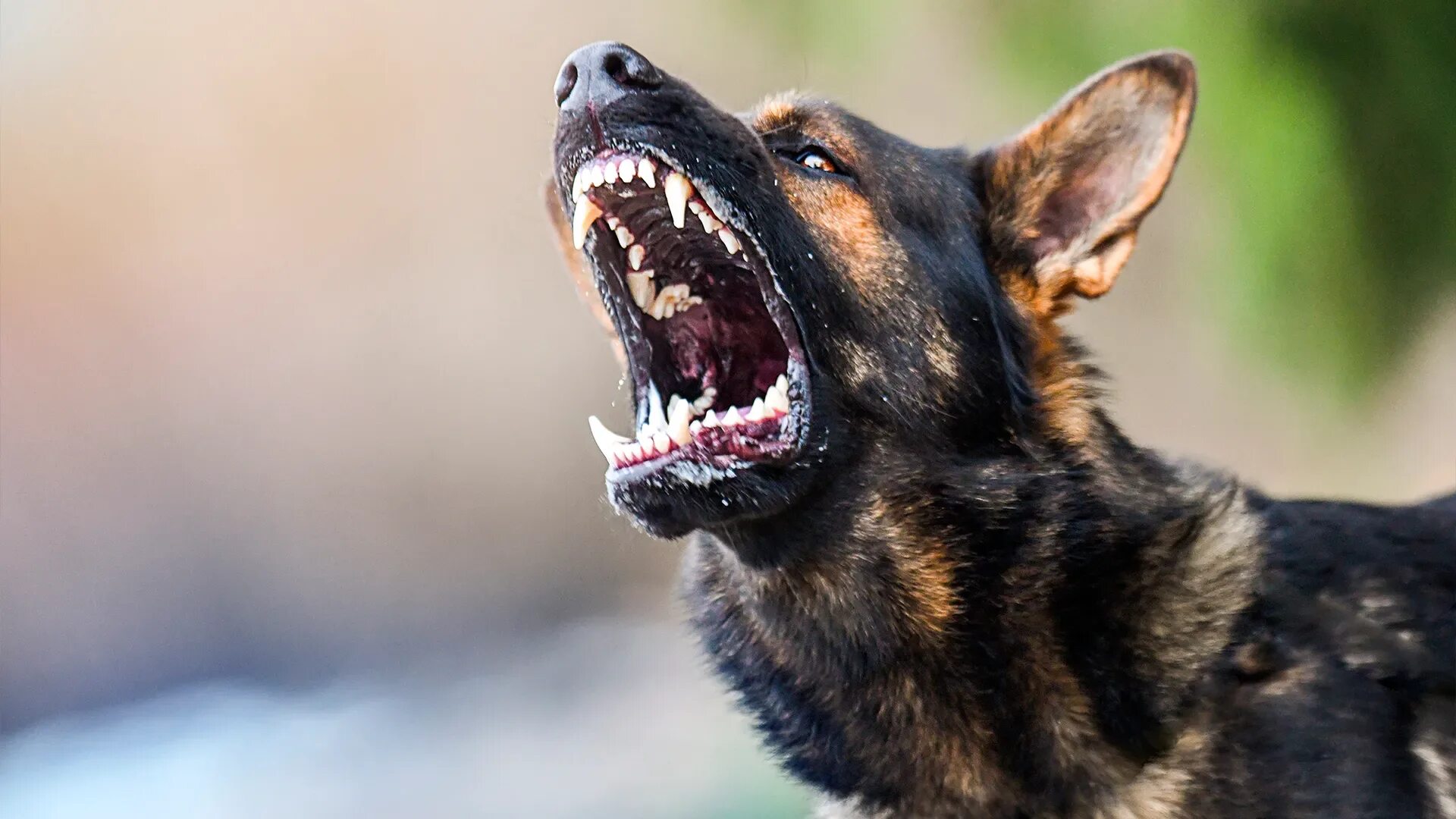 German Shepherd aggressive. В Астрахани собаки кусают. Породы собак для следовой работы.