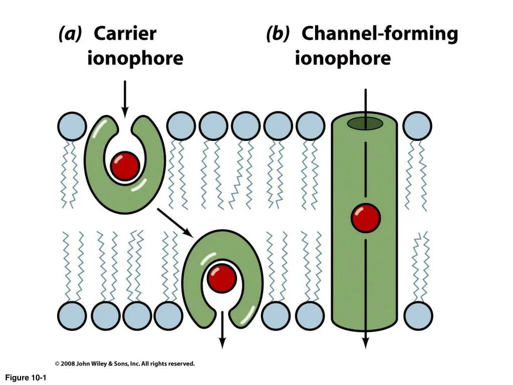 Form channel. Ионофоры. Bioinorganic Photochemistry. Ionophores, Transporter and channel forming agents. Membranes ion selectivity. Potassium specific ionophore..