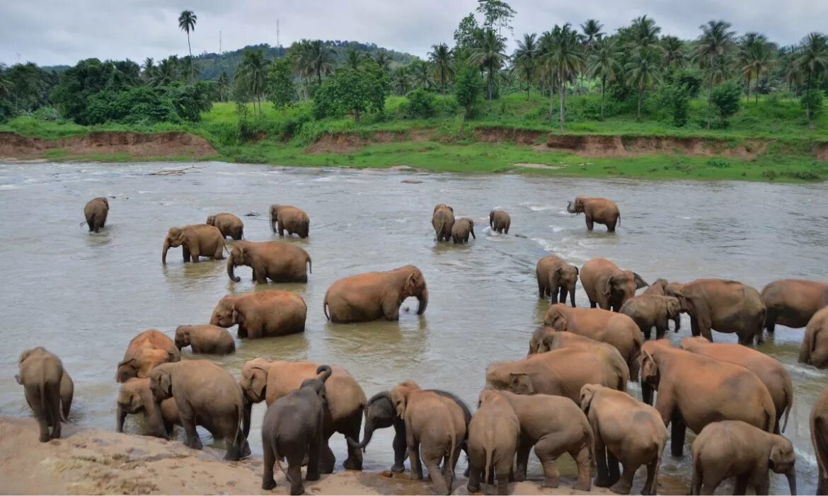 Слоновий питомник Шри Ланка Пиннавела. Приют для слонов Пиннавела Шри-Ланка. Шри Ланка питомник слонов. Пиннавела шри ланка