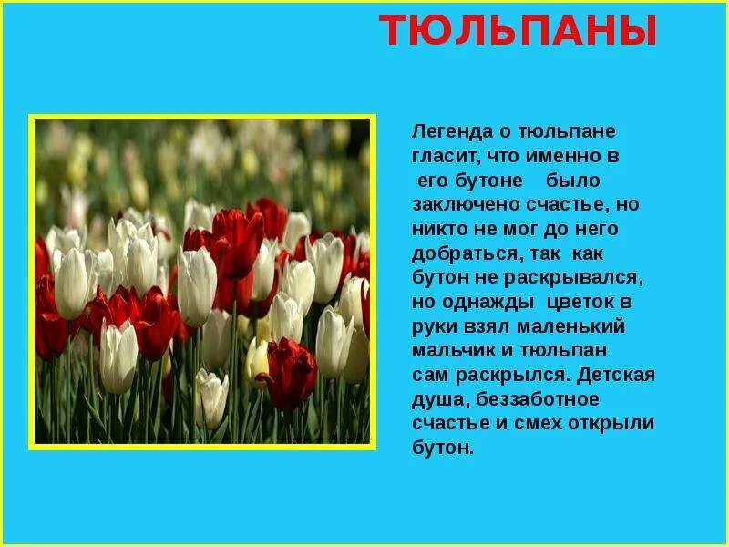 Найти информацию о цветах. Легенды о цветах. рассказ о цветах. короткие легенды о цветах. рассказ о цветке.