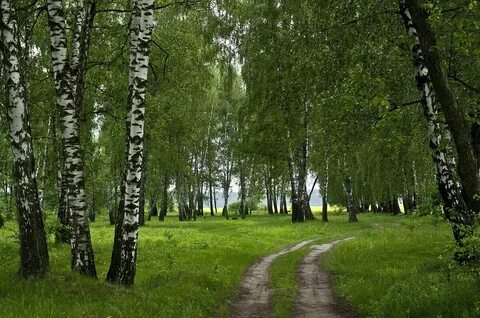 На опушке березового леса около
