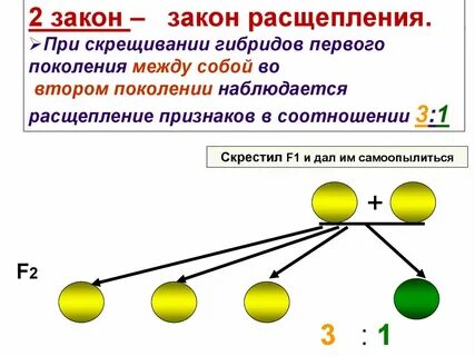 Изучение г менделем закономерностей наследования