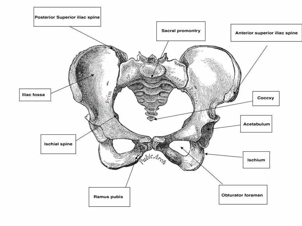Кости таза анатомия. Строение скелета таза. Строение тазовой кости анатомия. Таз кость анатомия человека.