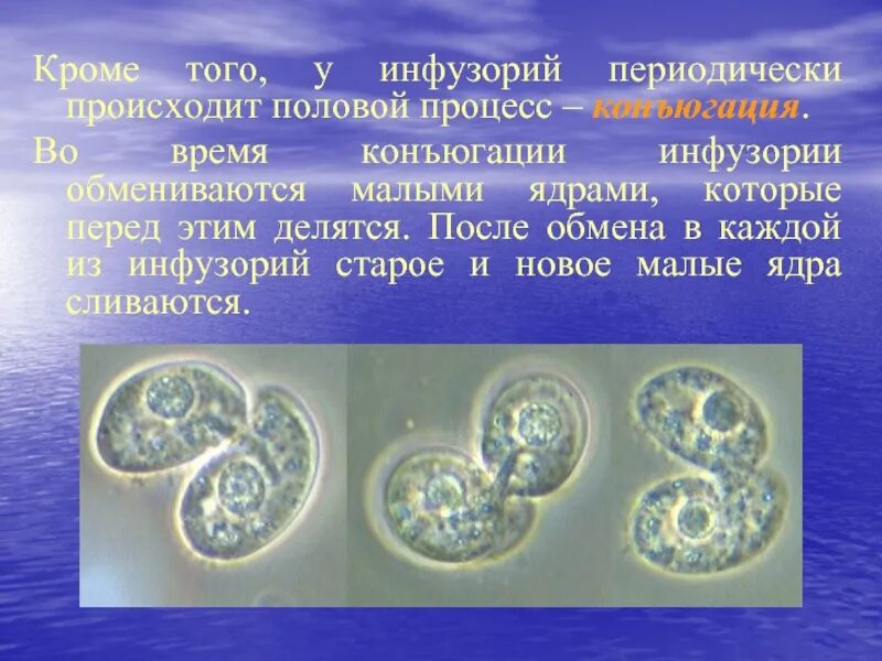 Какое значение имеет конъюгация для адаптации одноклеточных. Фагоцитоз инфузории. конъюгация инфузорий. процесс конъюгации у инфузорий. фагоцитоз у инфузории туфельки.