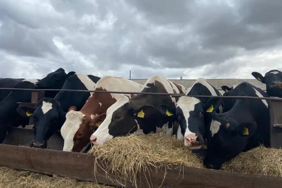 Зерновые склады хпп. Жаксынский район акмолинской области. Степногорский горно-химический комбинат. Васильковский гок кокшетау. Кокше цемент.