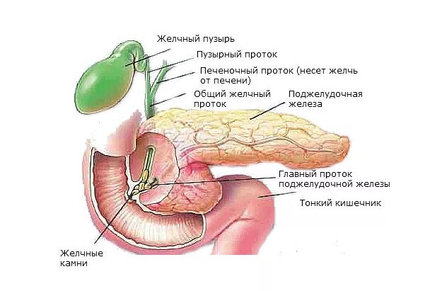 Желчные протоки анатомия латынь. Протоки желчного пузыря. Анатомия печень желчный пузырь протоки. Пузырный проток желчного.