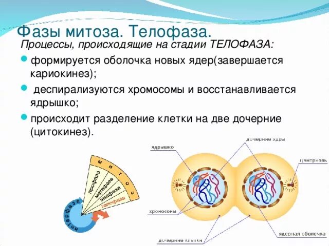 В начале телофазы митоза. В начале телофазы митоза