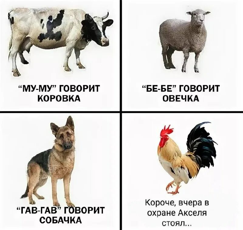 кошка мяу. кот на разных языках. не мяу. кошка делает мяу собака делает. кошачьи мемы.