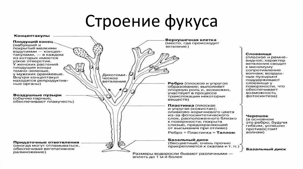 Фукус группа. Фукус пузырчатый строение. Фокус пузырчатый строение. Бурая водоросль фукус строение. Внешнее строение фукуса.