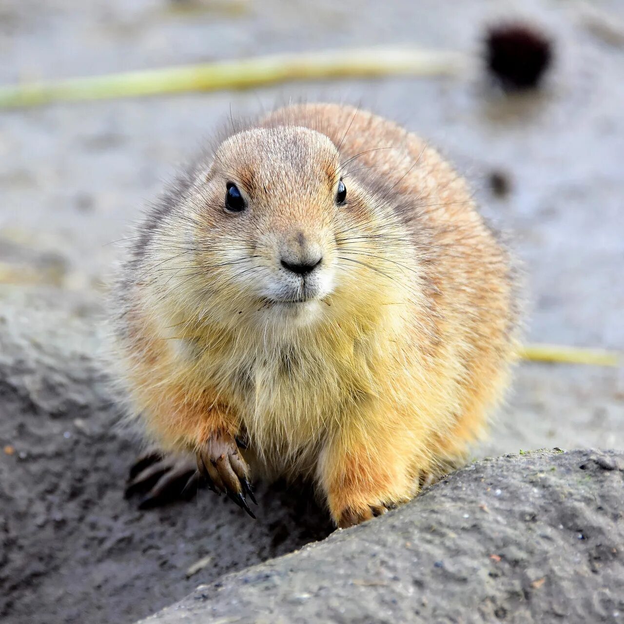 Нутрия дикая. Грыгущии млекопитающие. Грызуны млекопитающие. Грызуны млекопитающие. Бобрик.