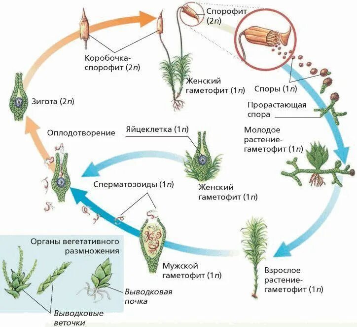 Гамета гаметофит спорофит. Цикл размножения кукушкиного льна. Жизненный цикл размножения Кукушкина льна. Схема жизненного цикла мха Кукушкин. Стадии жизненного цикла Кукушкина льна.