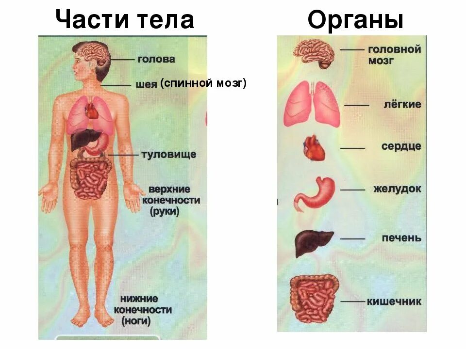 Модель органов человека. Модель внутреннее строение тела человека. Модель аппликация внутреннее строение тела человека 2 класс. Строение органов человека и их названия. Макет внутреннего строения челлве.