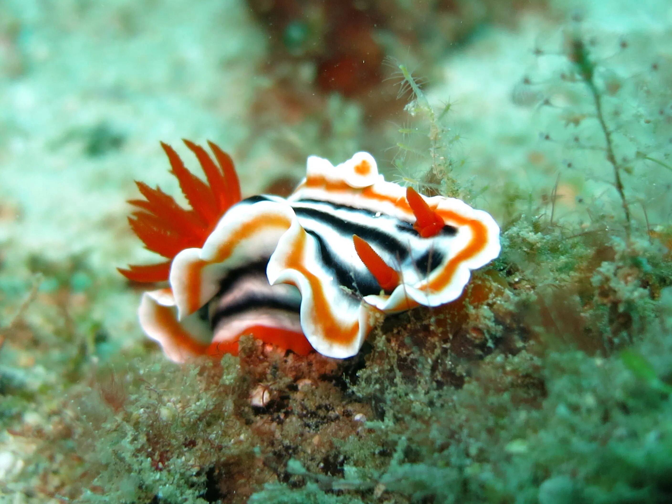 Голожаберник хромодорис. Морской Голожаберный моллюск. Голожаберные моллюски риф. Голожаберный моллюск оранжевый.