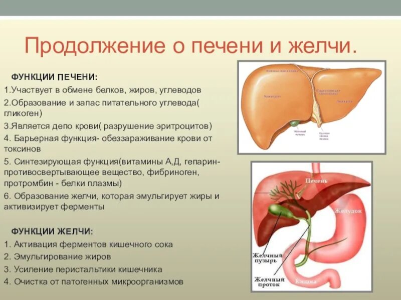 Печень человека вырабатывает желчь. Функции печеночной желчи. функции печени анатомия. печень и желчный пузырь функции в организме.