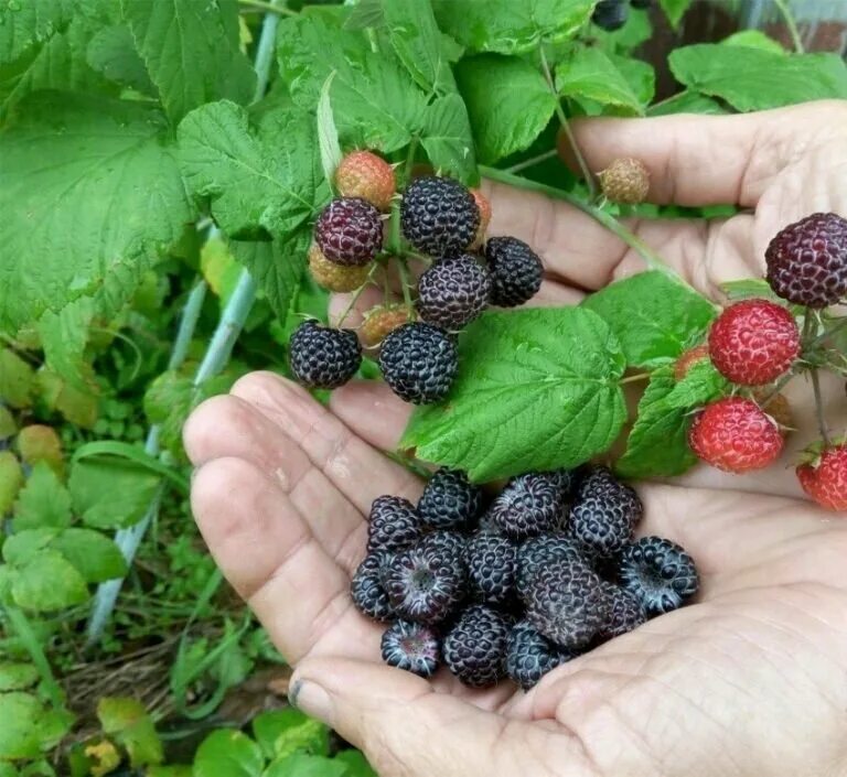 Какую почву любит ежевика. Чёрная малина кимьерлен. Малина черная Кумберленд. Ежемалина Кумберленд. Ежевика Кумберленд.