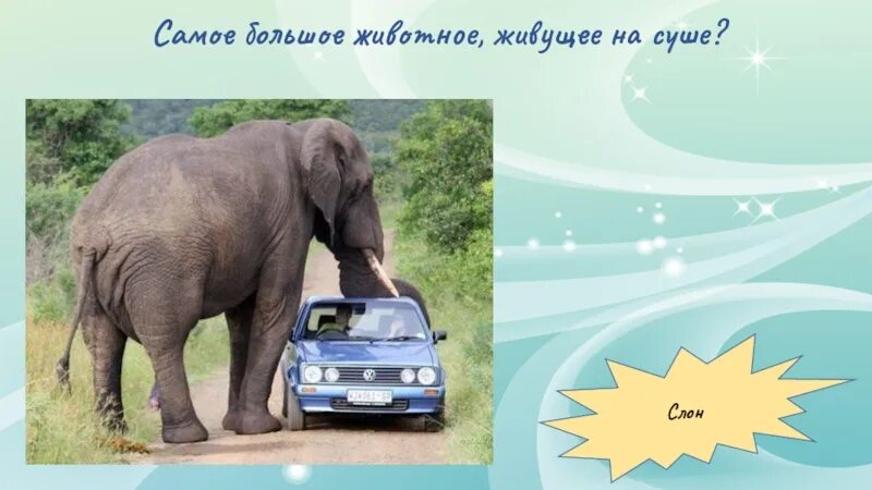 Больше всех на суше