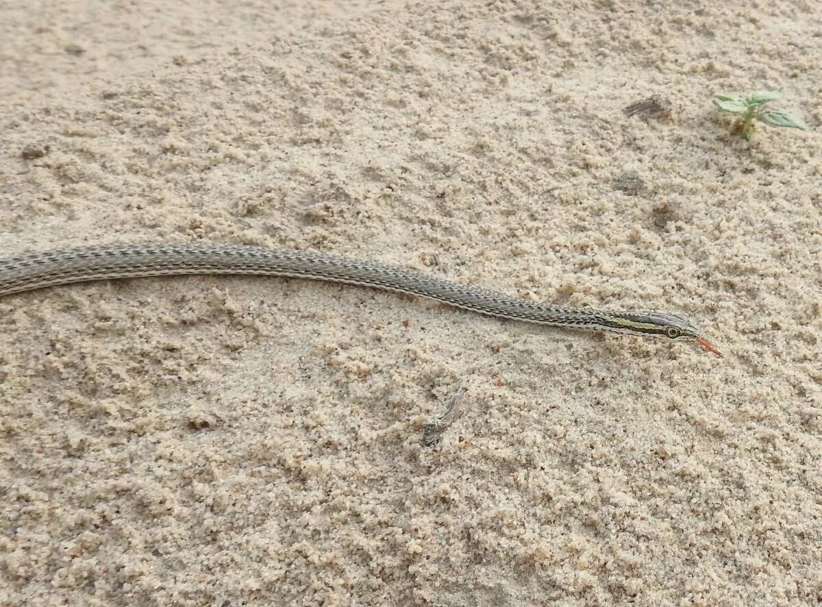 Змеи казахстана. Стрела-змея (Psammophis lineolatus). Змея стрела в Казахстане. Змея стрела Кавказская. Змеи пустыни Кызылкум.