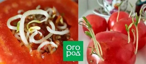Почему не прорастают семена помидор