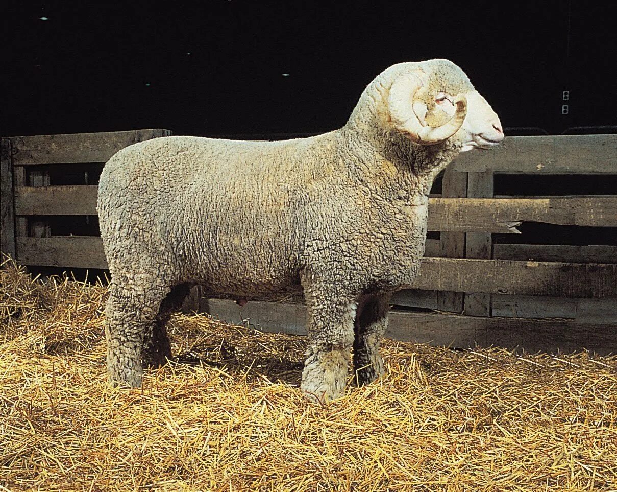 Силен овцам. Сараджинская порода овец. Рамбулье порода овец. Асканийский Рамбулье. Асканийский меринос порода овец.
