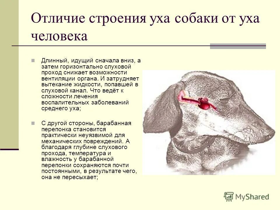 Сколько у собаки ушей. Внешнее строение уха собаки. Сосуды ушной раковины собаки.