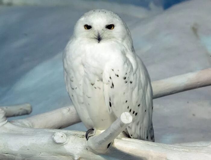 Белая сова бул космонавтов 1 фото Snowy owls are equipped to survive in the frigid Arctic temperatures. The abunda
