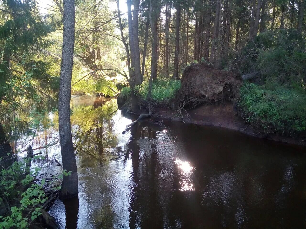 ручей олонец. река мга турышкино. станция мга ленинградской области. река войтоловка ленинградская область. магазин дохлая рыба санкт-петербург.