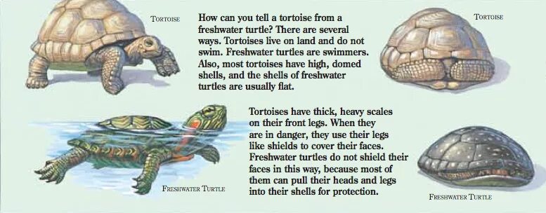 Turtle координаты. Разница между turtle и tortoise. черепахи turtle tortoise. в чём разница между tortoises и turtles. turtle tortoise в чем разница.