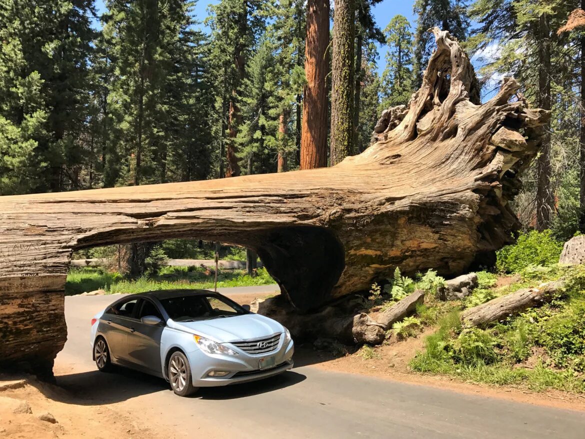 Sequoia park