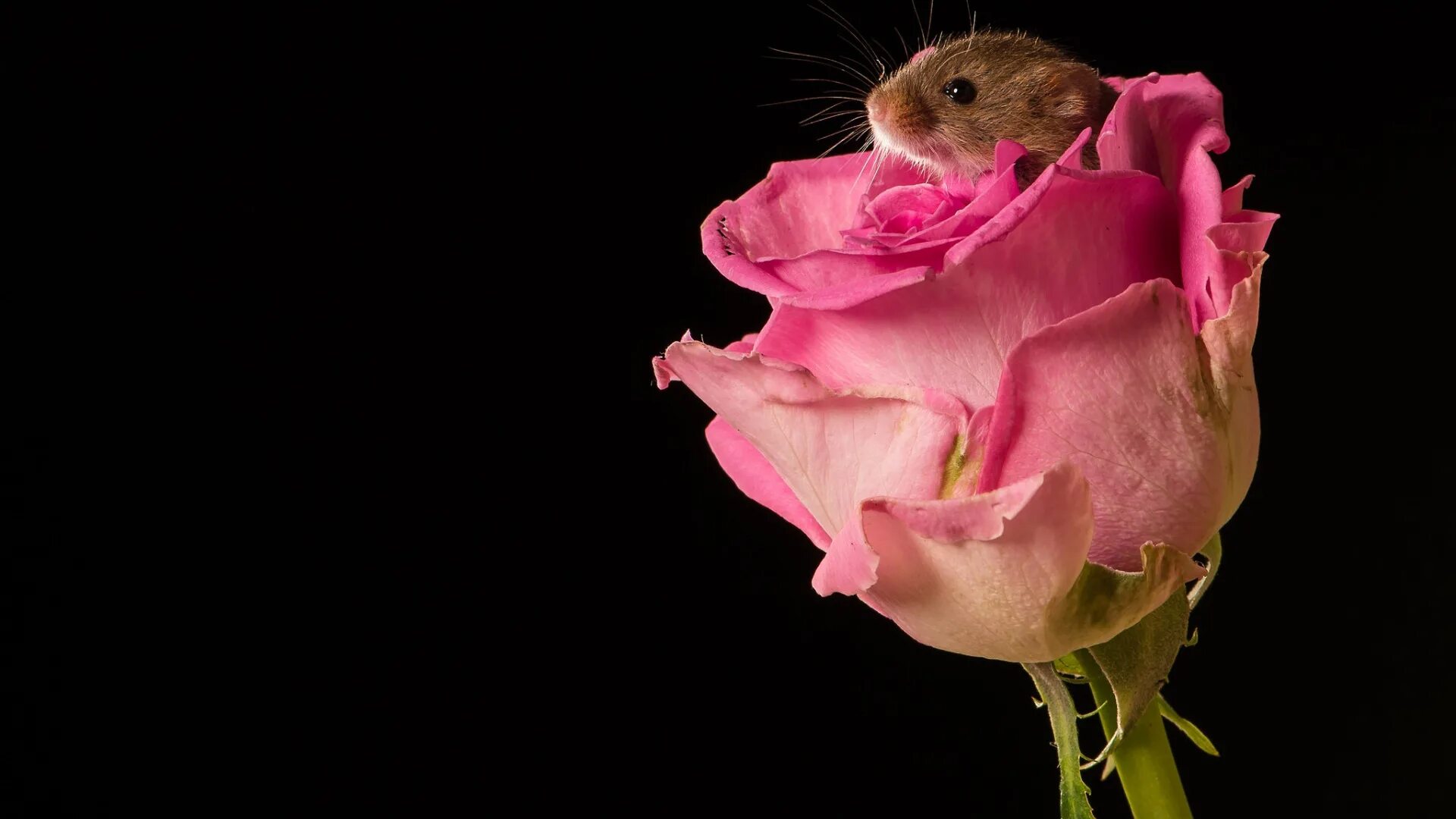 Мышка с цветами. Мышка с цветами. Хомяк с цветочком. Мышка с цветами. Мышка полевка в цветке.