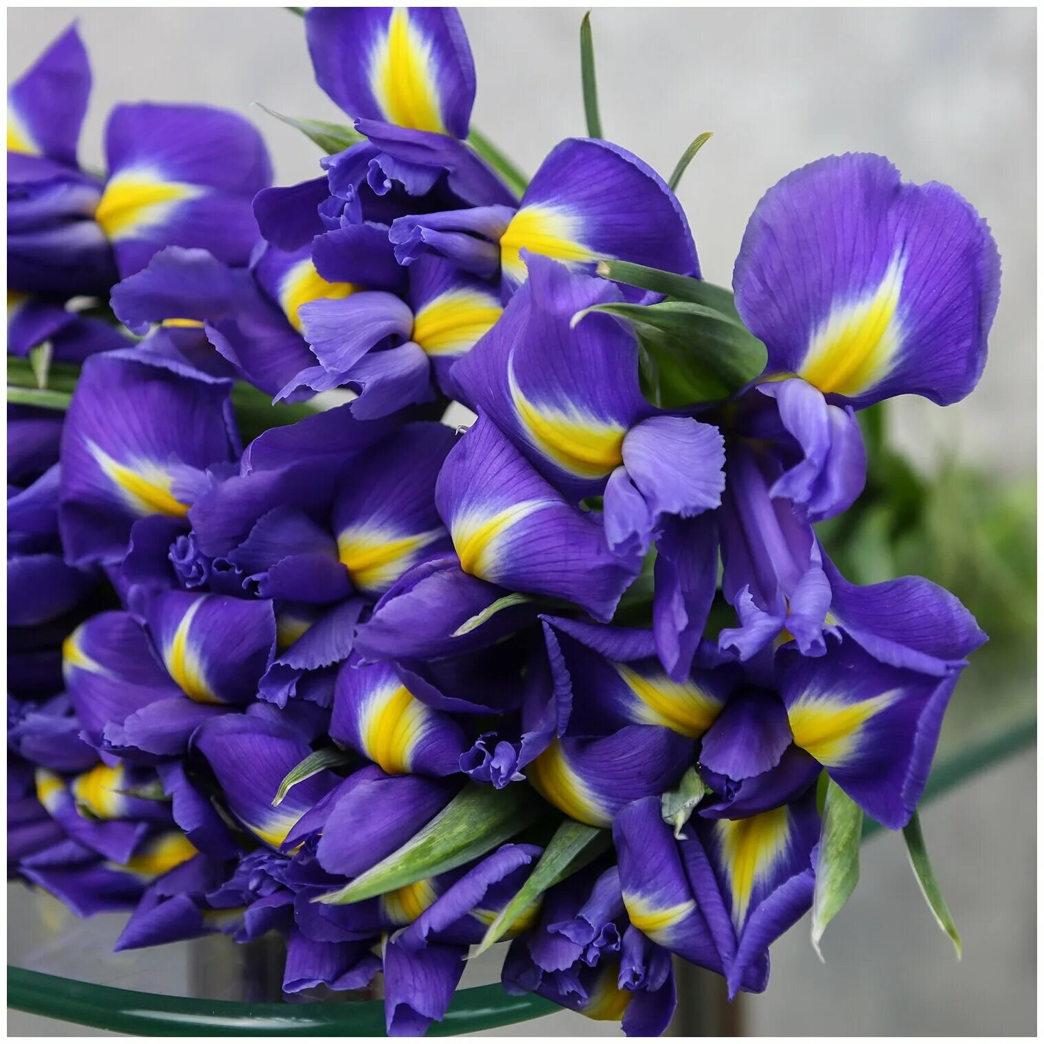 маленький букет из ирисов. букет из 21 ириса. букет из 21 ириса сапфир. букет из 35 ирисов. монобукет из ирисов.