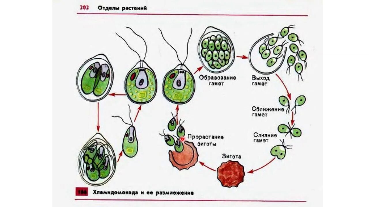 Преобладающее поколение у водорослей. Цикл бесполого размножения хламидомонады. Размножение клеток хламидомонады. Бесполое размножение хлореллы. Схема деления хламидомонады.