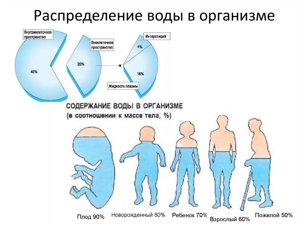 Распределение воды в организме. Распределение воды в организме человека. Вода в организме ребенка. Как распределяется вода в организме. Организм накапливает воду