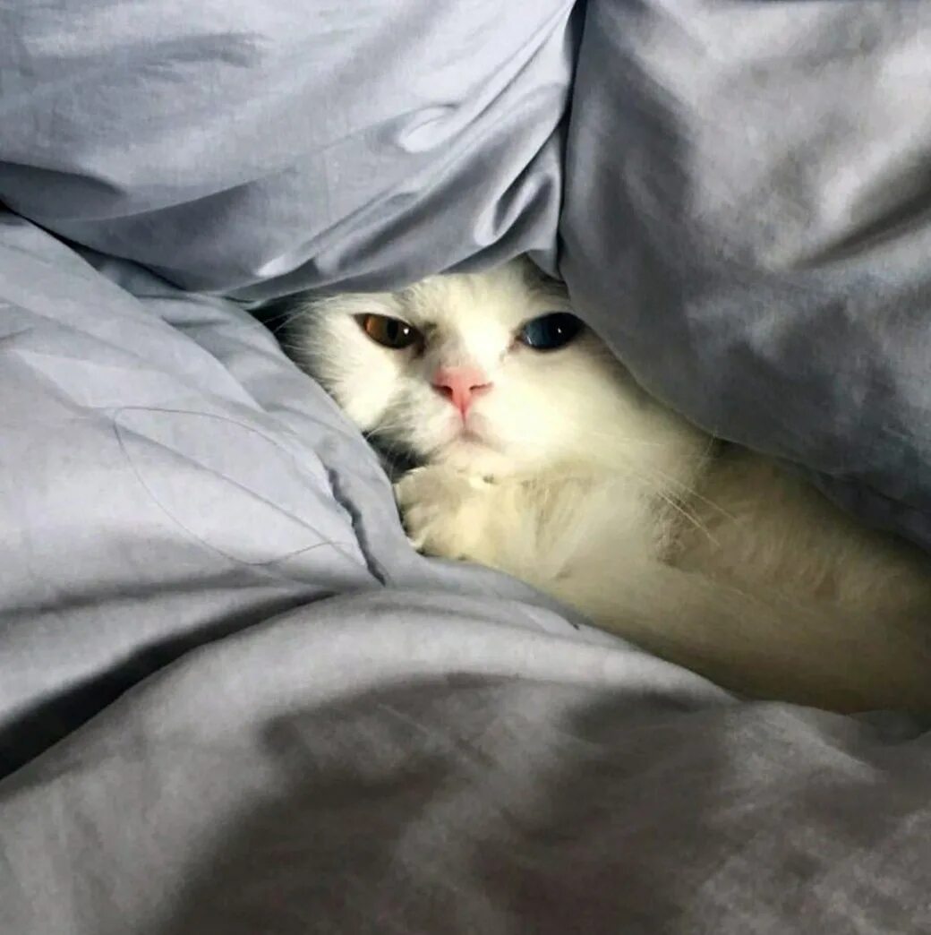 Ели встала утром. Коты мемы. Милые пикчи с котиками. Котик Мем. Спокойный кот.