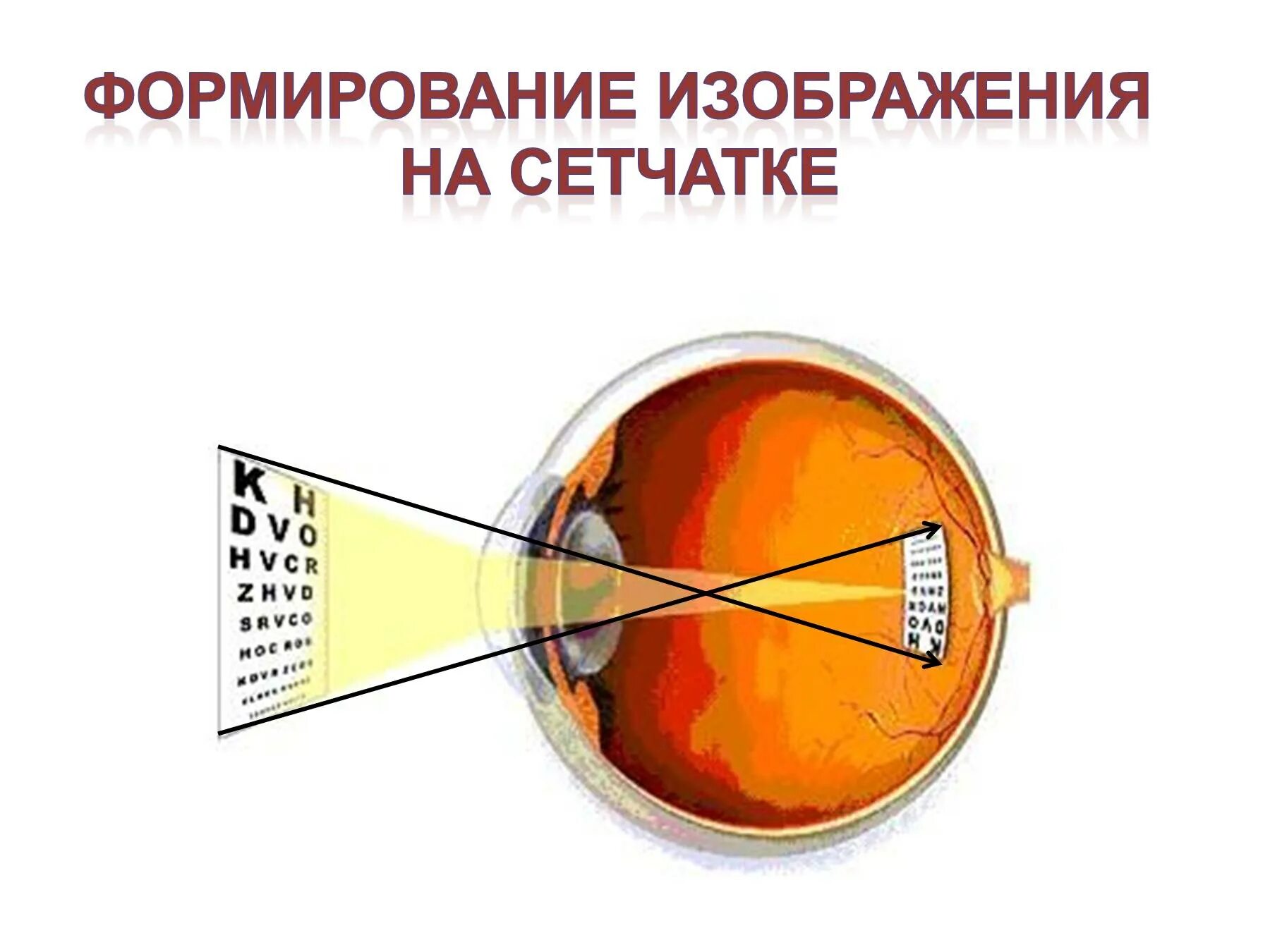 Изображение предмета возникающее на сетчатке. Формирование изображения на сетчатке. на сетчатке формируется изображение. изображение на сетчатке глаза. схема формирования изображения на сетчатке глаза.