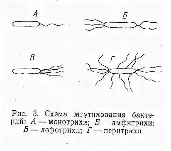 Примеры жгутиков