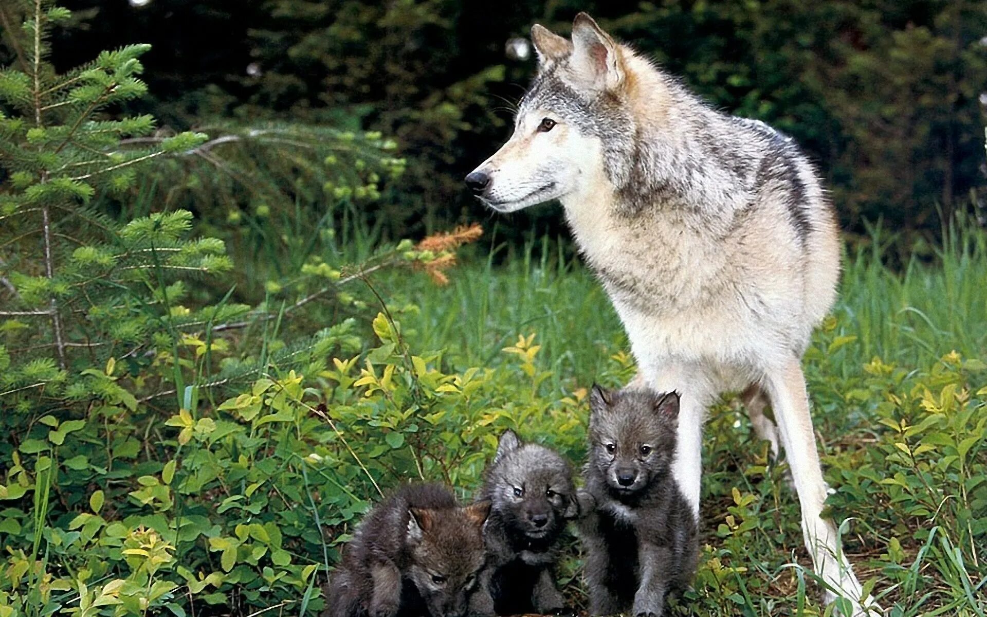 Белки волки 2. Волк волчица Волчонок семья. Волк с волчатами. Волчица с волчатами. Волк летом.
