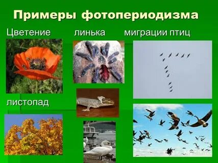 Фотопериодизм это в биологии