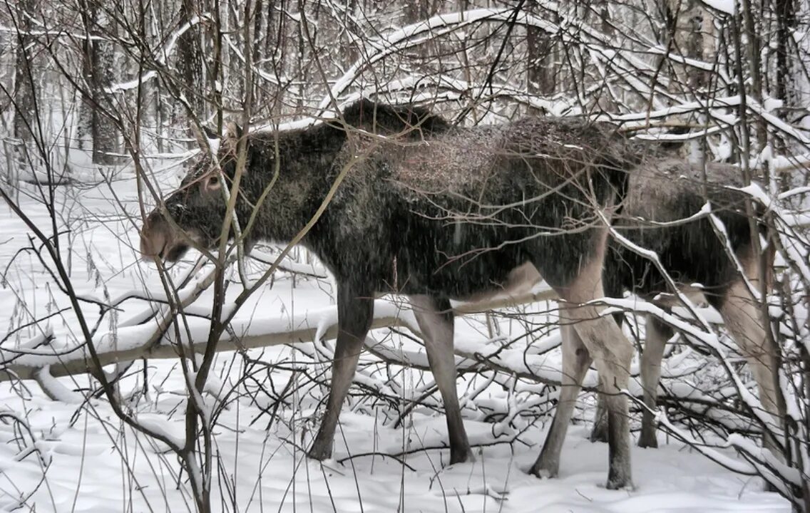 Лосиха в Карелии. Карельский Лось. Лось в Гольяново. Лось в Липецкой области.