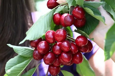 Вишня лучшие сорта отзывы