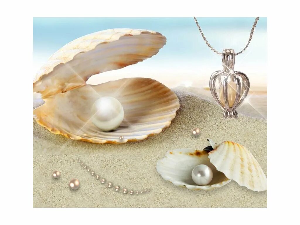 маленькая жемчужина. ракушка жемчужина палыка. личинка жемчужницы.