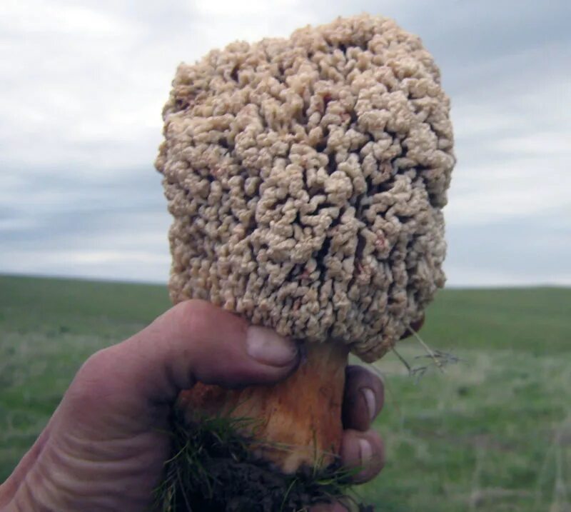Сморчок степной. Гриб сморчок Степной. Степные грибы Казахстана. Гарашки грибы.