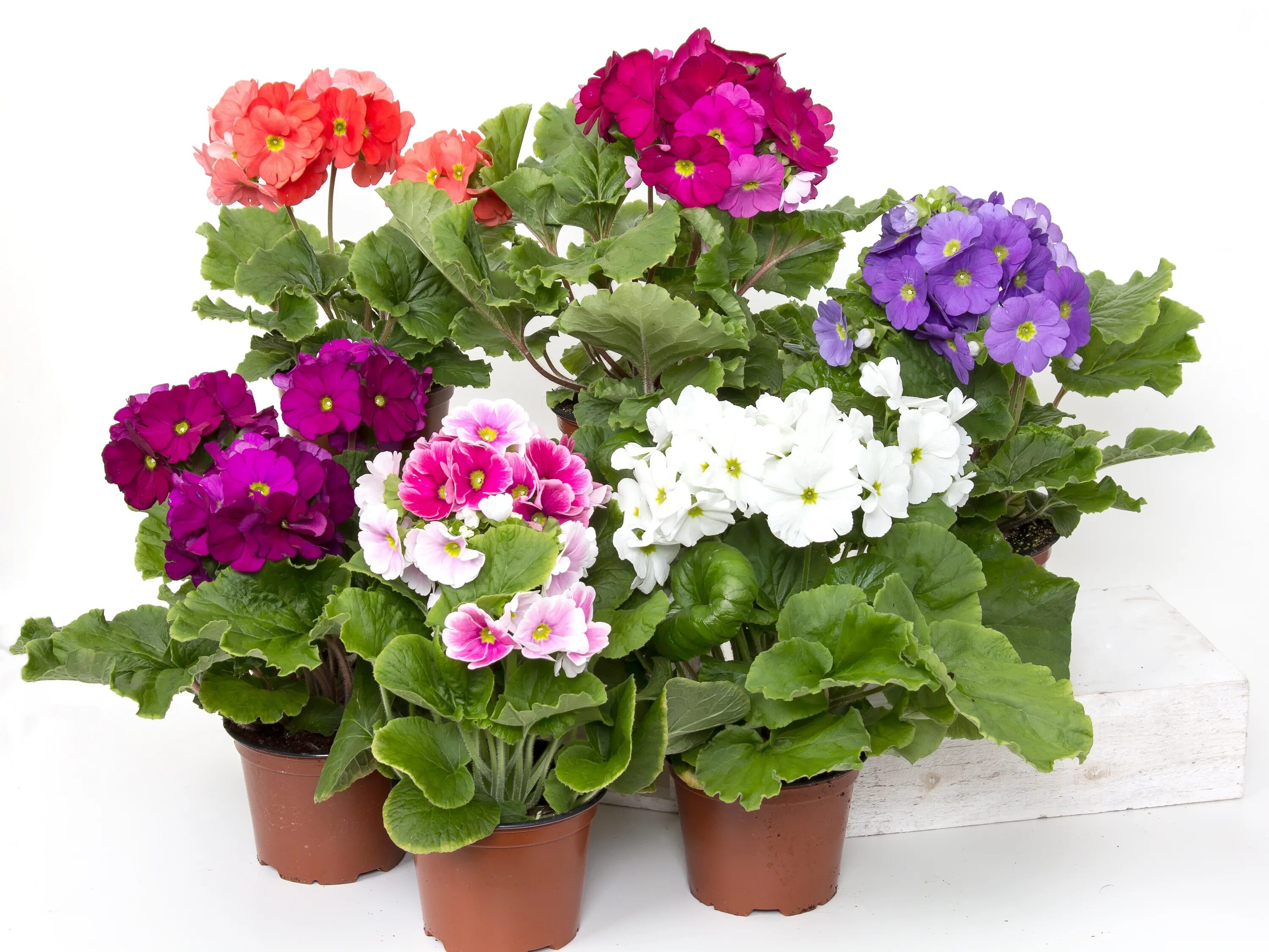 Free Images : rose, spring, yellow, cyclamen, floristry, friendly, primula, flow