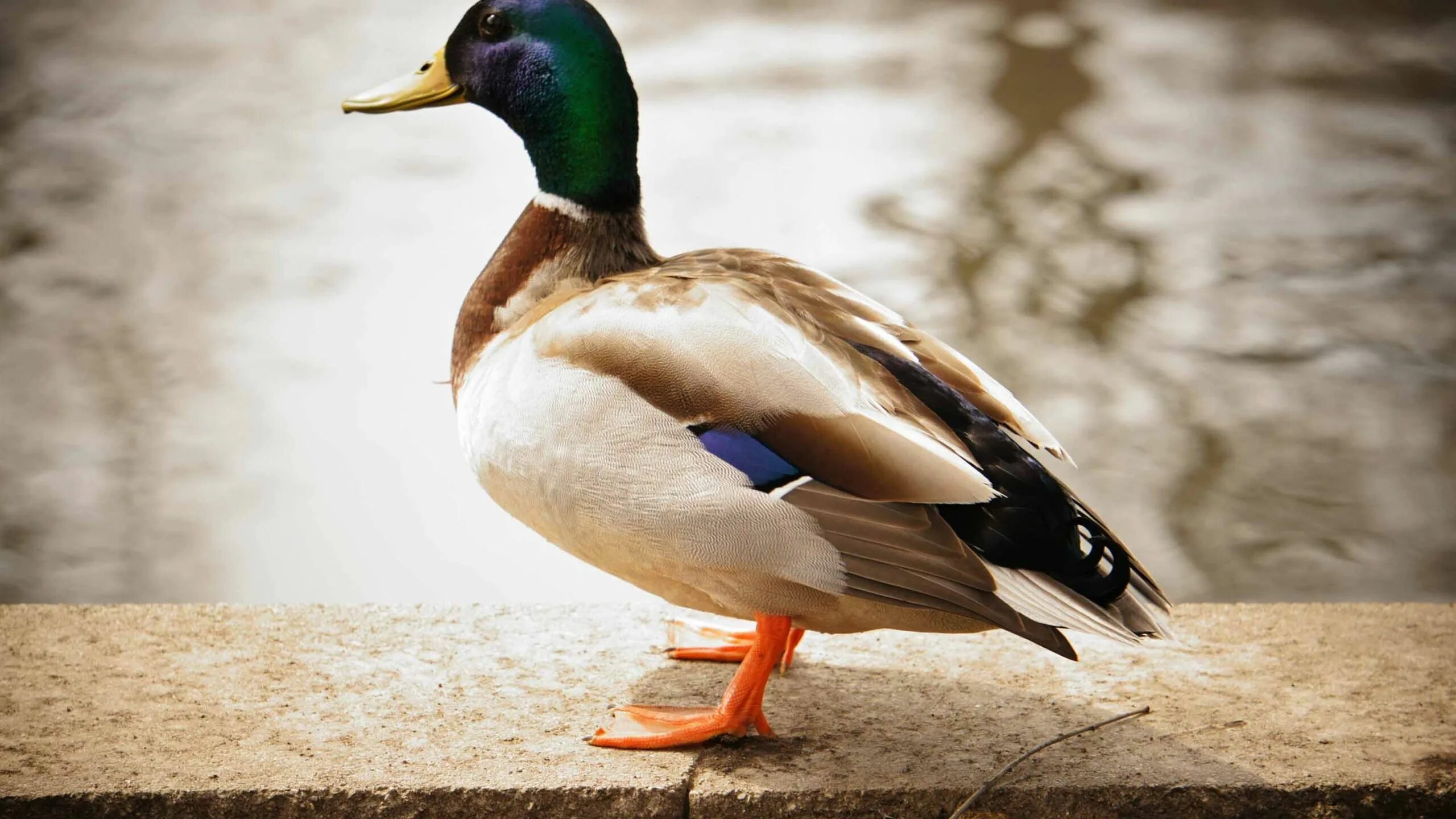 Duck bird