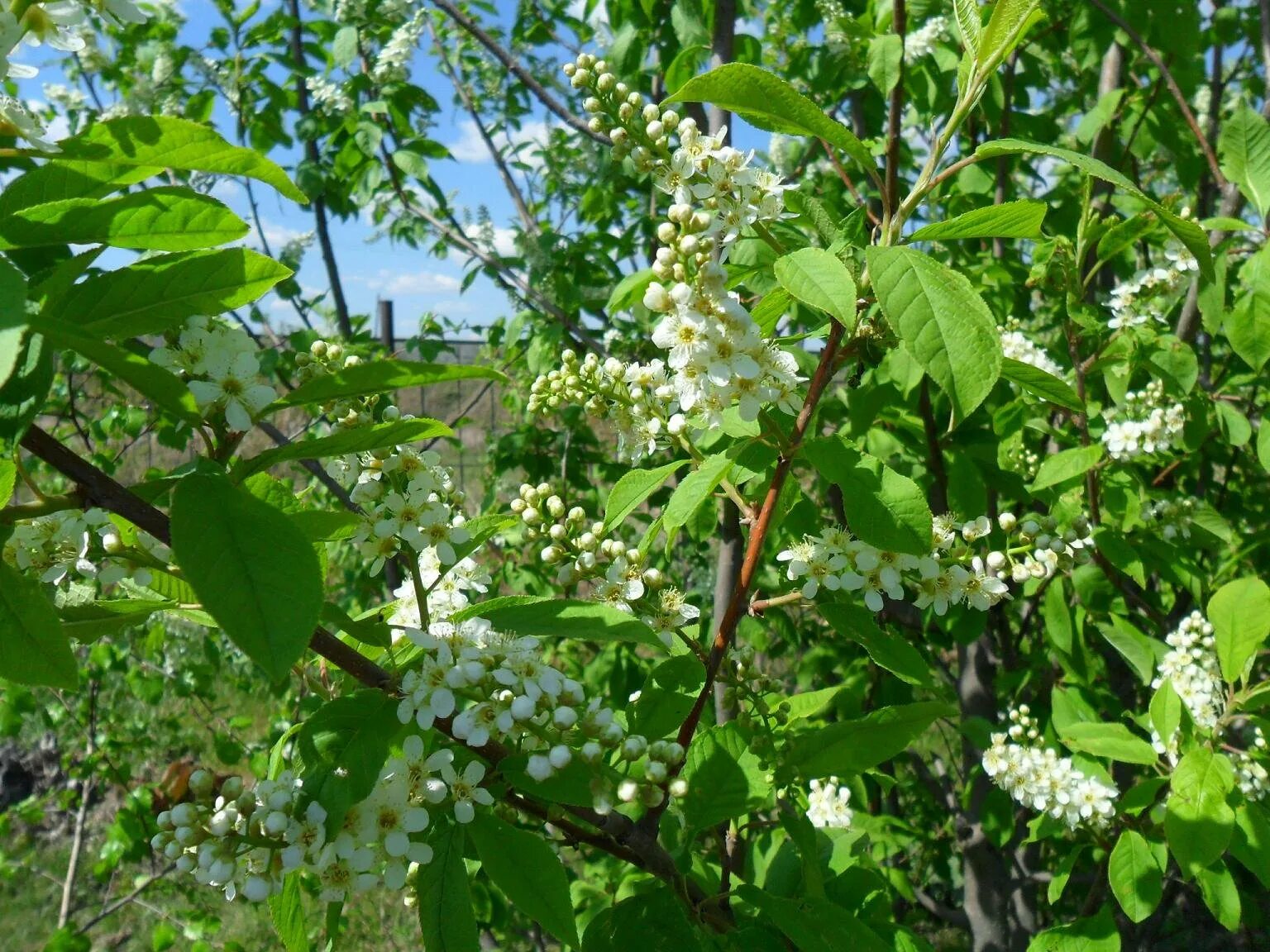 Как сохранить черемуху