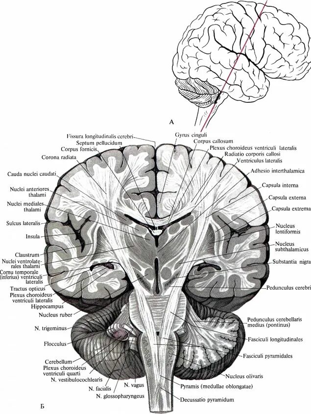 извилины теменной доли полушария. строение мозга на латыни. Brain сагиттальный разрез анатомия. верхнелатеральная поверхность головного мозга. мозг анатомия латынь.