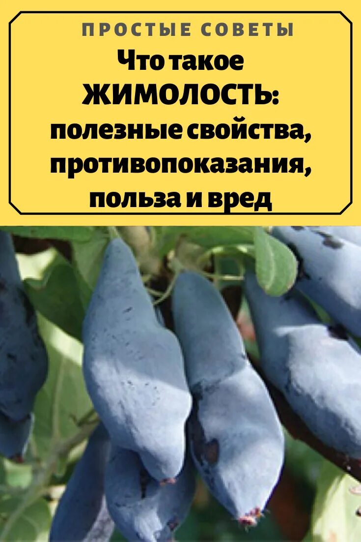 Чем полезна жимолость. Растения жимолость полезные. Жимолость ягоды витамины. Польза жимолости для организма. Жимолость съедобная витамины.