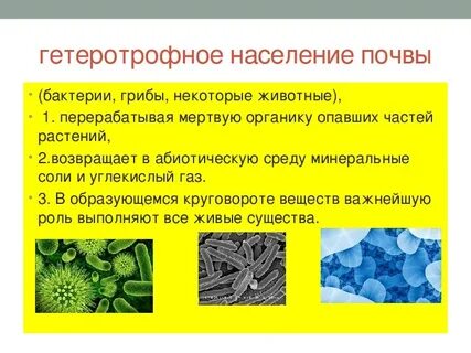 Совместная жизнь организмов в природном